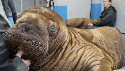 Close Up Walrus With Man Behind GIF