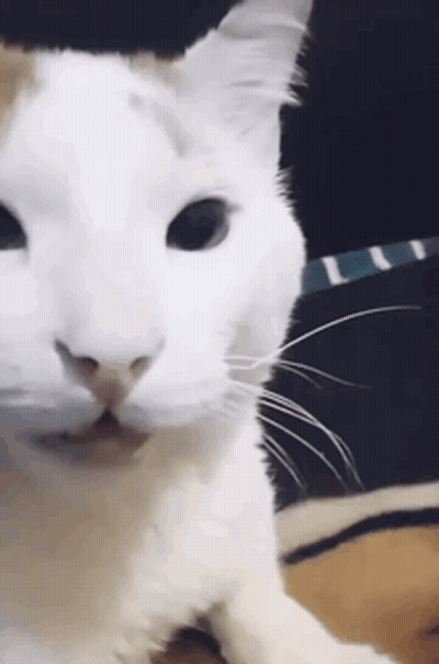 Close Up White Cat Face GIF