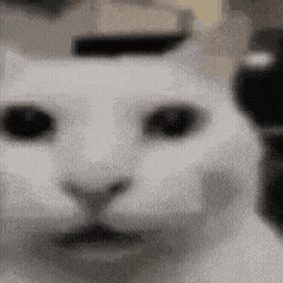 Close Up White Cat Face GIF