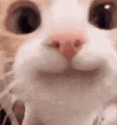 Close Up White Cat With Pink Nose And Big Eyes GIF