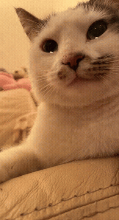 Close Up White Cat With Red Nose GIF