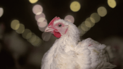 Close Up White Chicken With Red Head GIF