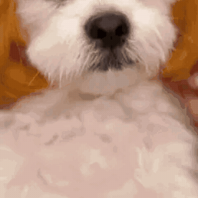 Close-Up White Dog With Black Nose