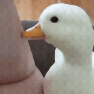 Close Up White Duck With Orange Beak GIF