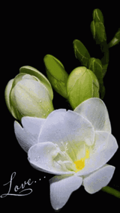 Close Up White Flower With Love Written On It GIF