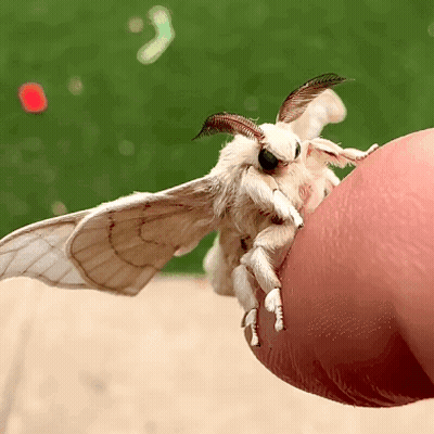 Close Up White Moth On Finger GIF