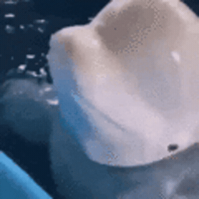 Close Up White Object In Blue Bowl GIF