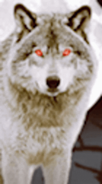 Close Up Wolf Face With Red Eyes GIF