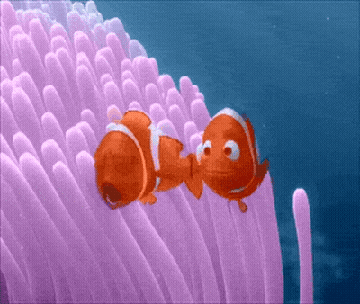 Clown Fish Laying On Purple Sea Anemone GIF