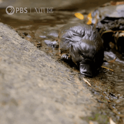 Clumsy Baby Platypus GIF