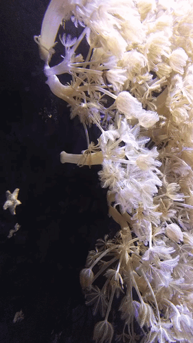 Cluster Of White Flowers On Black Background GIF