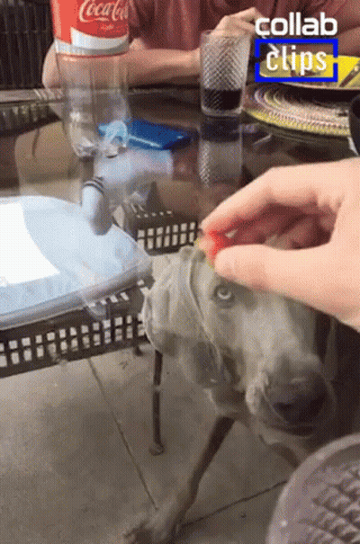 Coca Cola Bottle On Table GIF
