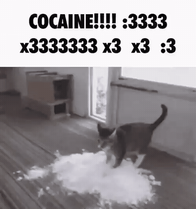 Cocaine Cat GIF