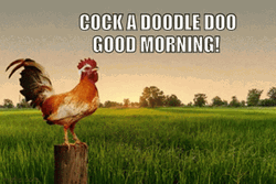 Cock A Doodle Good Morning Rooster GIF