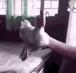 Cock Cock Inspection GIF