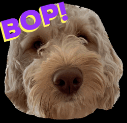 Cockapoo Notti Bop GIF