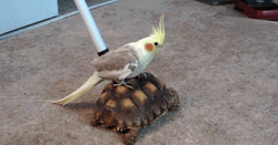 Cockatiel Bird Riding African Spurred Tortoise GIF