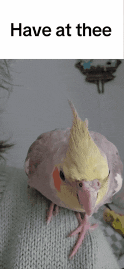 Cockatiel Have At Thee GIF