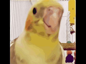 Cockatiel Parrot GIF