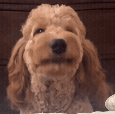 Cocker Spaniel Looking At Camera With Mouth Open GIF