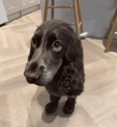 Cocker Spaniel Looking Up At Camera GIF