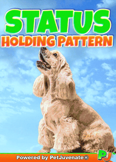 Cocker Spaniel Status Holding Pattern GIF