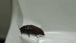 Cockroach Crawling In Toilet GIF