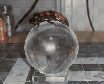 Cockroach Crawling On Clear Egg GIF