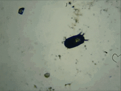 Cockroach Crawling Slowly GIF