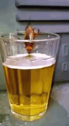 Cockroach Drinking Beer GIF