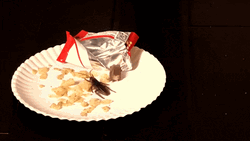 Cockroach Eating Junk Food GIF