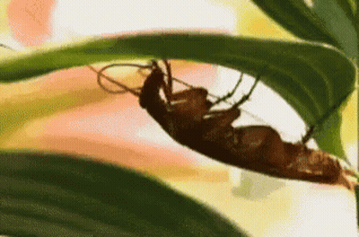 Cockroach Laying On Green Leaf GIF