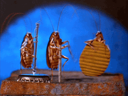 Cockroach Playing Instruments GIF