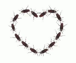 Cockroaches Forming Heart GIF