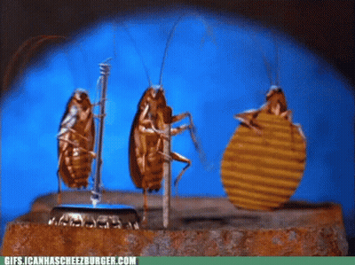 Cockroaches Standing Together With Gifs.icanhascreezburger.com GIF