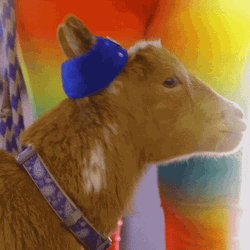 Cocky Goat That's Why He's The Goat Meme GIF