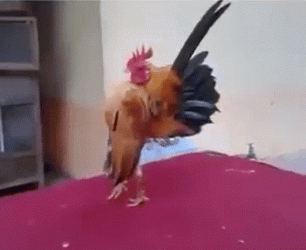 Cocky Rooster Flapping Wings GIF
