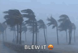 Coconut Tree Blew It GIF