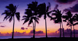 Coconut Tree Glow In The Dark GIF