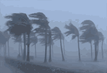 Coconut Trees Fighting The Storm GIF