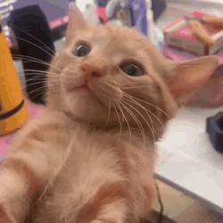 Coffee Cat Screaming Cries GIF