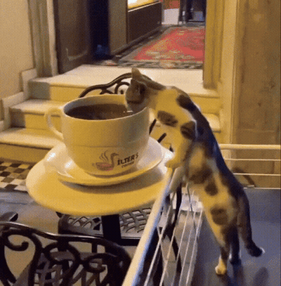 Coffee Cup On Saucer With Candle And Blanket Saying Good Morning GIF