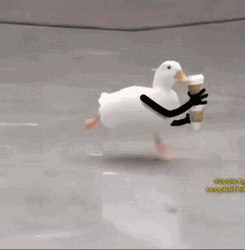 Coffee Time With American Pekin Running GIF