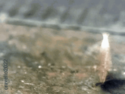 Coin Heads GIF