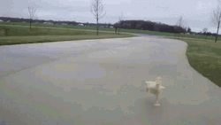 Coin Running Duck  GIF