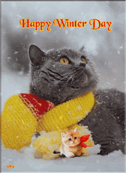 Cold Cat Winter Wednesday GIF