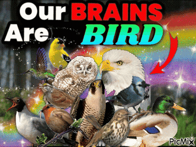 Collage Of Birds Our Brains Are Bird GIF