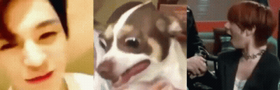 Collage Of Man, Dog And Woman GIF