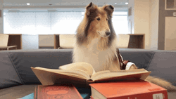 Collie Dog Study Hard At The Couch  GIF