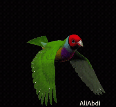 Colorful Bird Flying With Aliabdi GIF